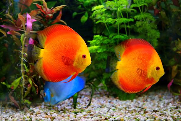 istock Discus (Symphysodon), multi-colored cichlids in the aquarium 181080104
