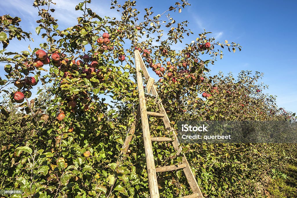 Leiter mit Apple Tree - Lizenzfrei Agrarbetrieb Stock-Foto