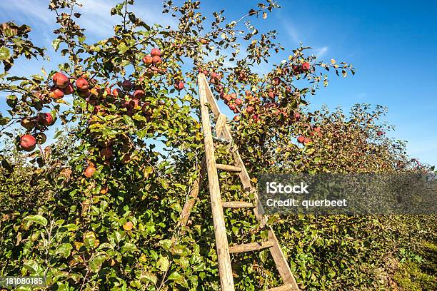 Leiter Mit Apple Tree Stockfoto und mehr Bilder von Agrarbetrieb - Agrarbetrieb, Apfel, Apfelbaum