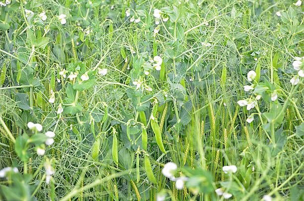 champ de fleurs de pois avec bornes multimédias - peasecod photos et images de collection