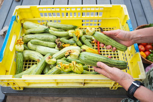 A crate full of freshly picked zucchini's