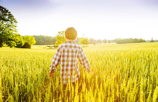 istock Little boy in a wheat field 181080376