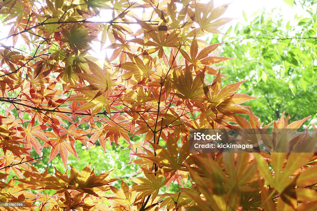 Foglie d'autunno - Foto stock royalty-free di Acero