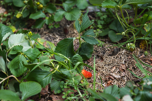 Strawberry plant. Blossoming of strawberry. Wild stawberry bushes. Strawberries in growth at garden.