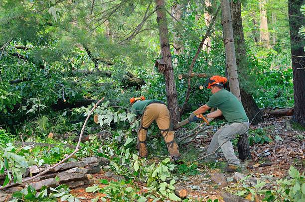 Folding portable handsaw ready for use in forest
