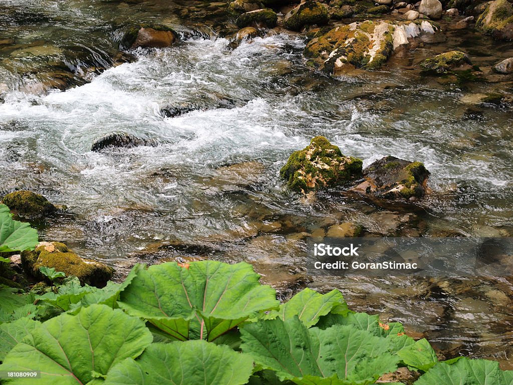 Deep forest brook - Photo de Caillou libre de droits