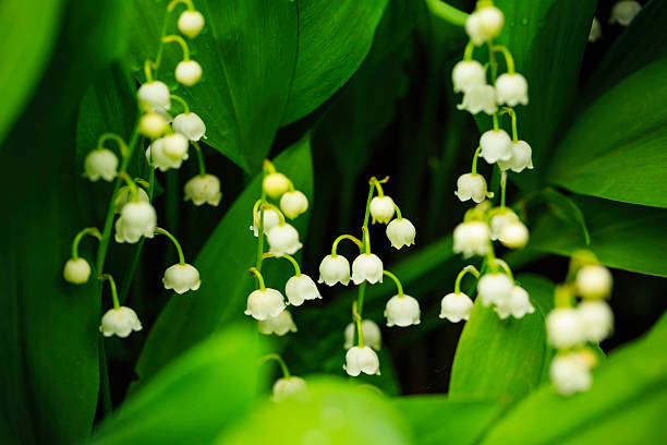 480+ Wet Lily Of The Valley Stock Photos, Pictures & Royalty-Free ...