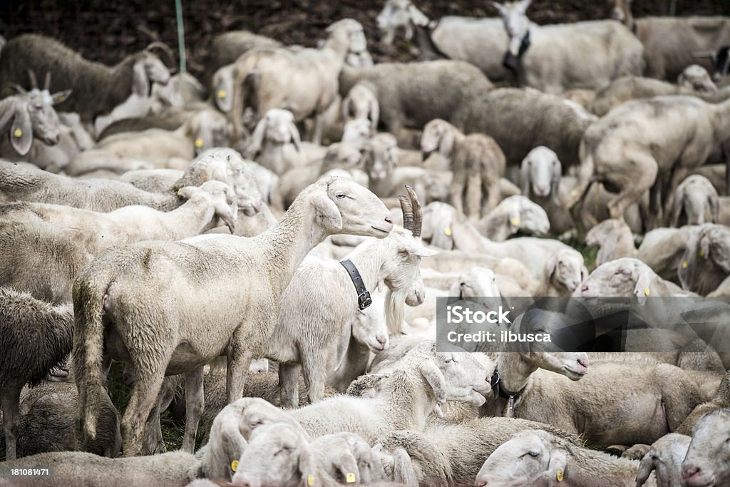 Bandada de ovejas y cabras - Foto de stock de Animal libre de derechos