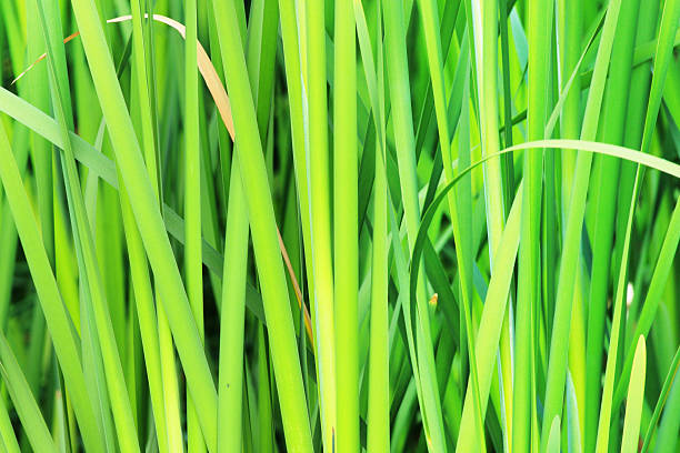 marsh reed pflanze stems - stipe lush foliage plant condition uncultivated stock-fotos und bilder