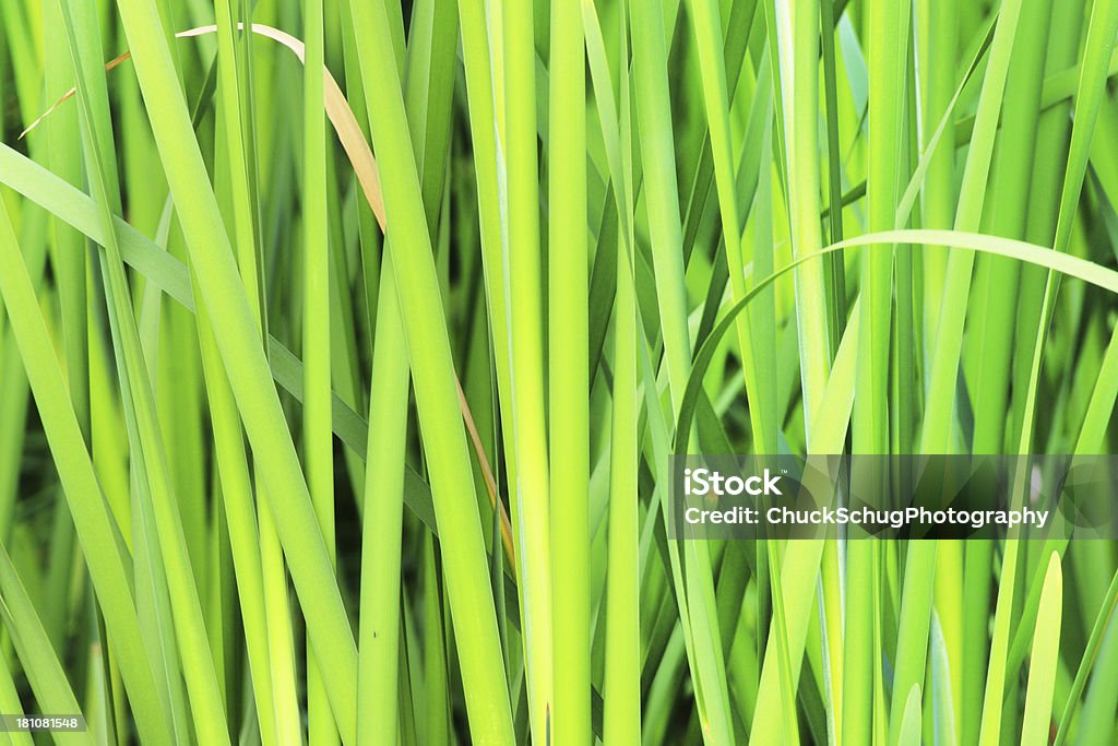 Marsh Reed planta vástagos - Foto de stock de Armonía - Concepto libre de derechos