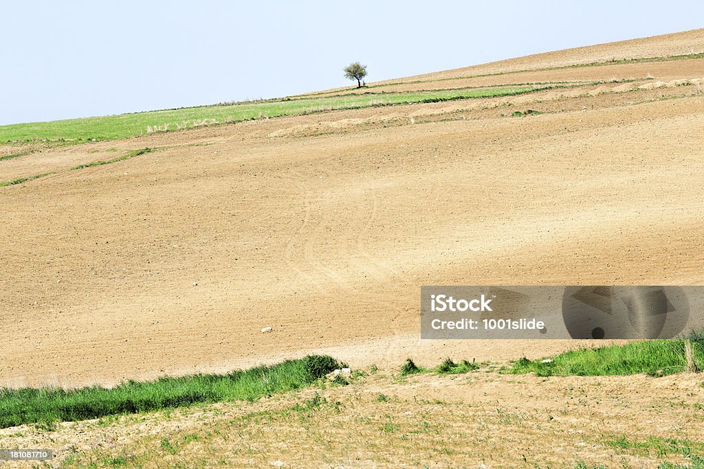 Campo Verde e unplowed área - Foto de stock de Agricultura royalty-free