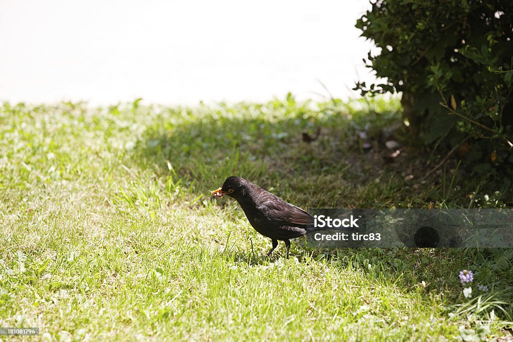 Blackbird sur herbe avec vers à bec - Photo de Animaux à l'état sauvage libre de droits