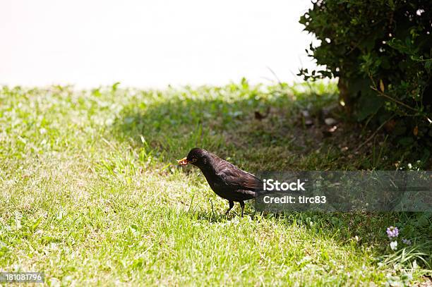 Photo libre de droit de Blackbird Sur Herbe Avec Vers À Bec banque d'images et plus d'images libres de droit de Animaux à l'état sauvage - Animaux à l'état sauvage, Bec, Couleur verte