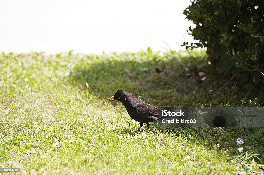 Blackbird em relva com minhoca em Bico - Royalty-free Animal selvagem Foto de stock