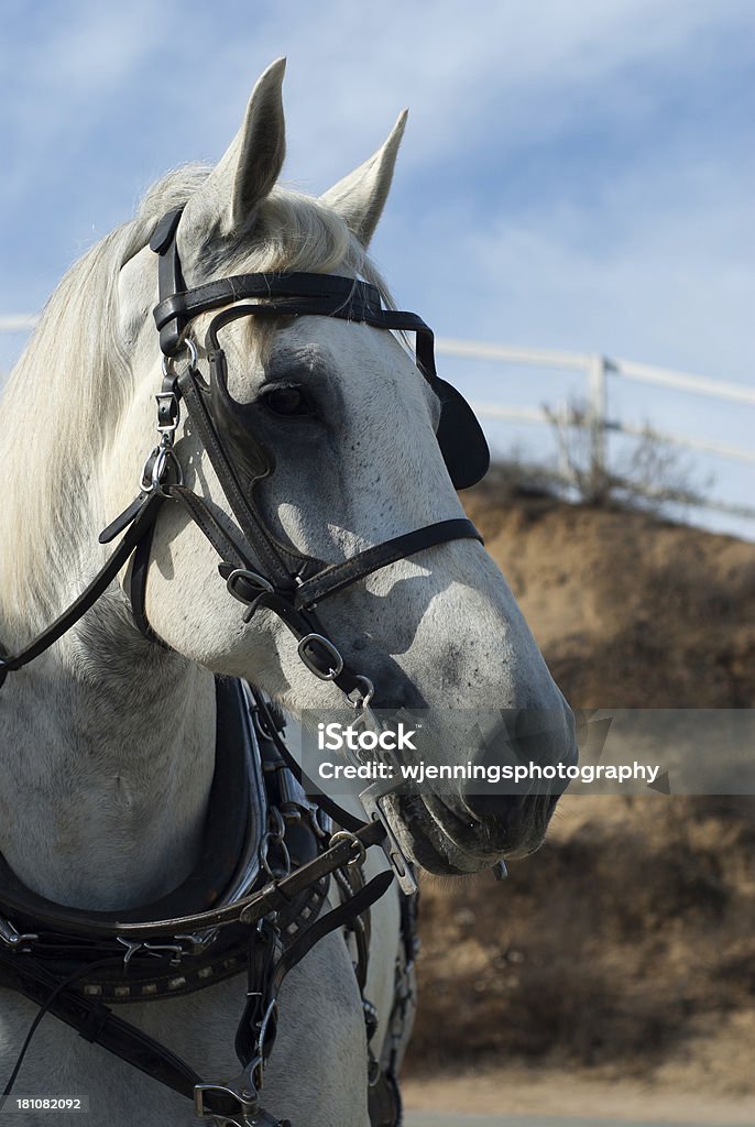 Posa Cavallo bianco - Foto stock royalty-free di Animale da lavoro