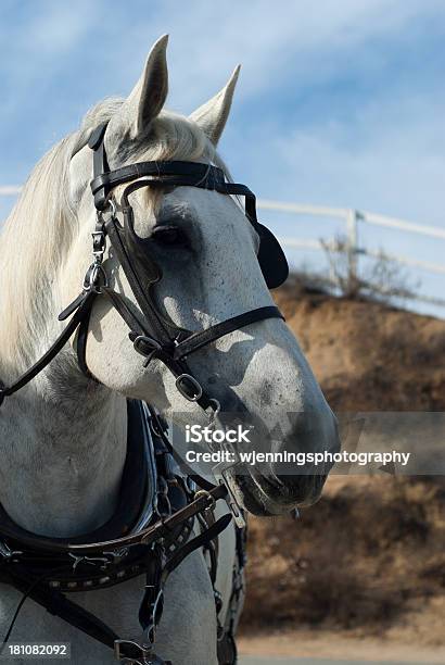 Posa Cavallo Bianco - Fotografie stock e altre immagini di Animale da lavoro - Animale da lavoro, Bellezza, Bianco