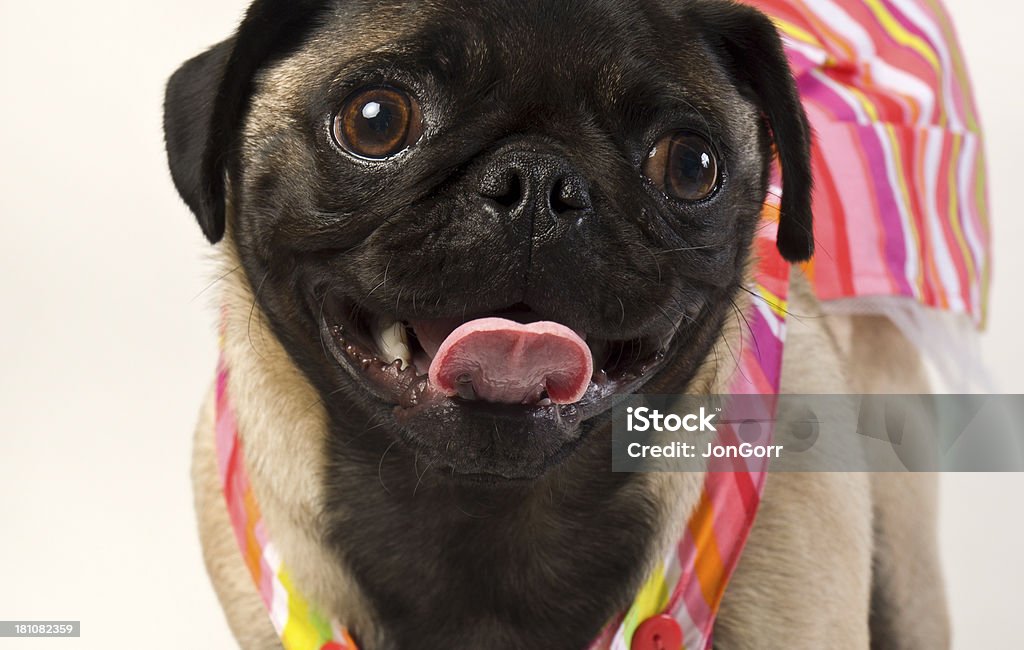 Macro Pug Boxer Portrait With Colorful Beachwear Against White Background Animal Stock Photo