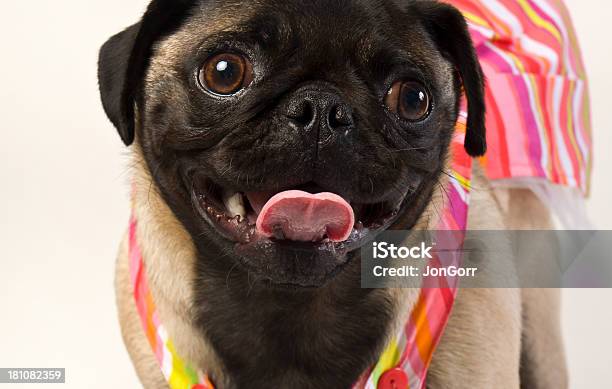 Macro Pug Boxer Portrait With Colorful Beachwear Against White Background Stock Photo - Download Image Now