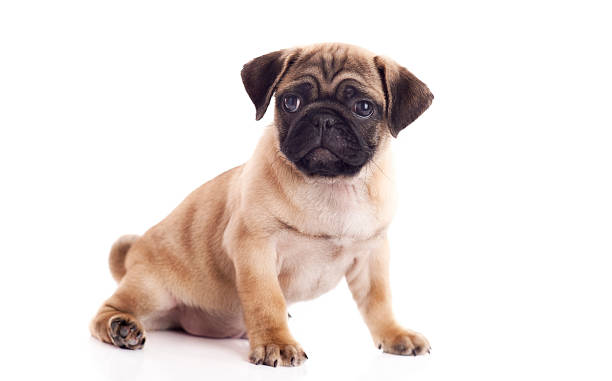 istock Cute puppy isolated on white 181082397