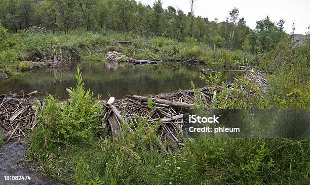 Lagoa De Castor - Fotografias de stock e mais imagens de Dique de castor - Dique de castor, Ao Ar Livre, Beira d'Água