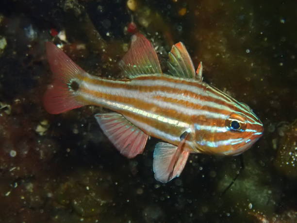 istock Ochre striped cardinal fish Western Australia 1810825389