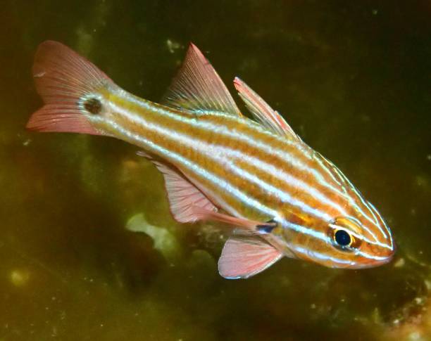 istock Ochre striped cardinal fish Western Australia 1810825412