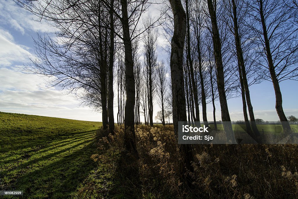 Blick auf den Wald - Lizenzfrei Ast - Pflanzenbestandteil Stock-Foto