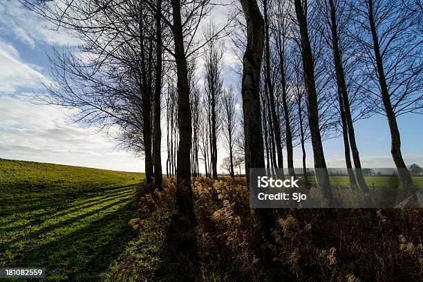 Blick Auf Den Wald Stockfoto und mehr Bilder von Ast - Pflanzenbestandteil - Ast - Pflanzenbestandteil, Baum, Bildhintergrund