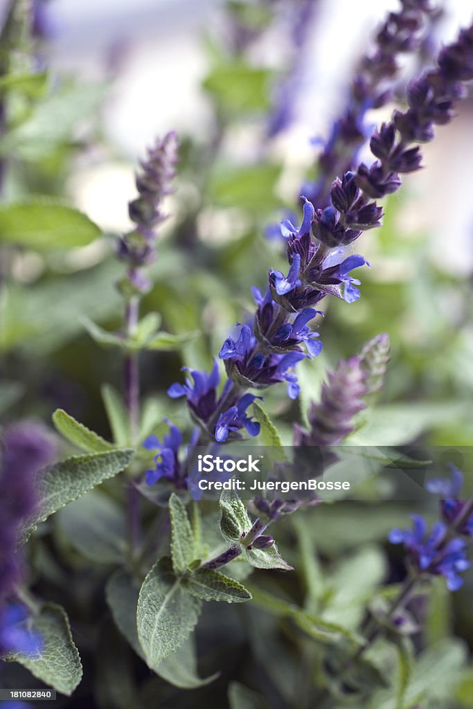 Sage (Salvia Nemorosa) - Lizenzfrei Salbei Stock-Foto