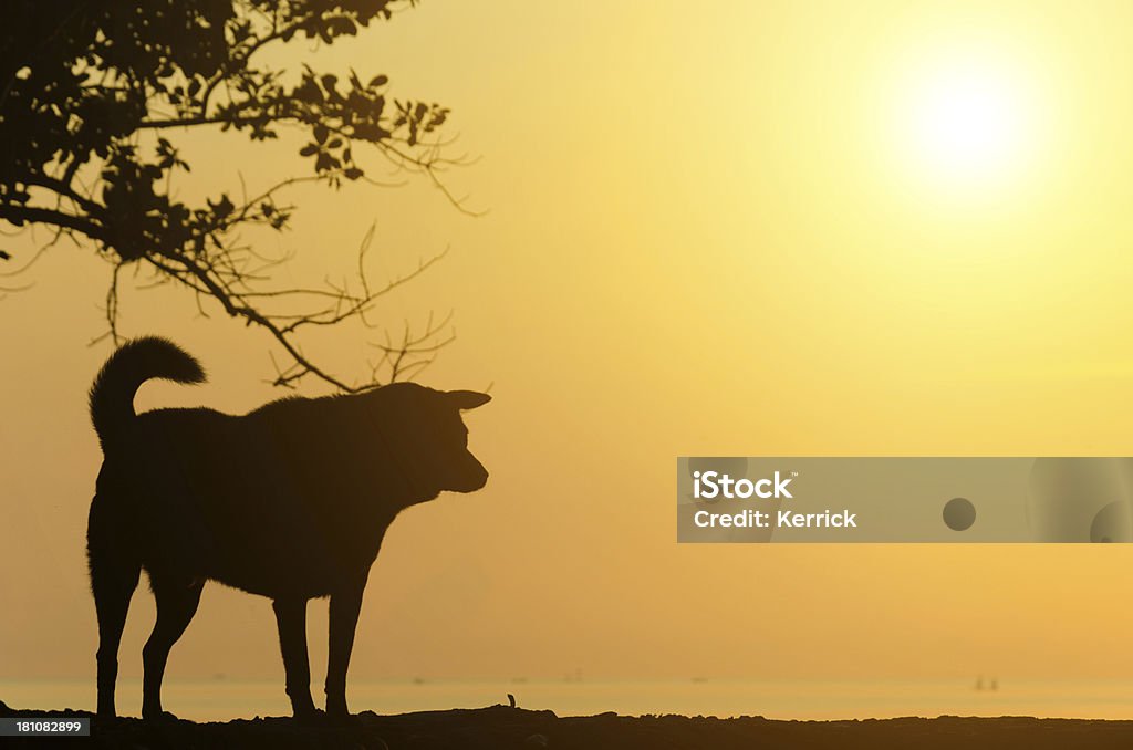 beach Hund silhouette vor Sonnenaufgang - Lizenzfrei Agrarbetrieb Stock-Foto