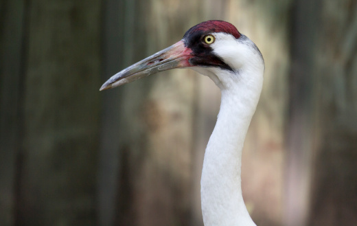 Close up of an endangered Whooping Crane. This bird is in a refuge for ill or injured animals.