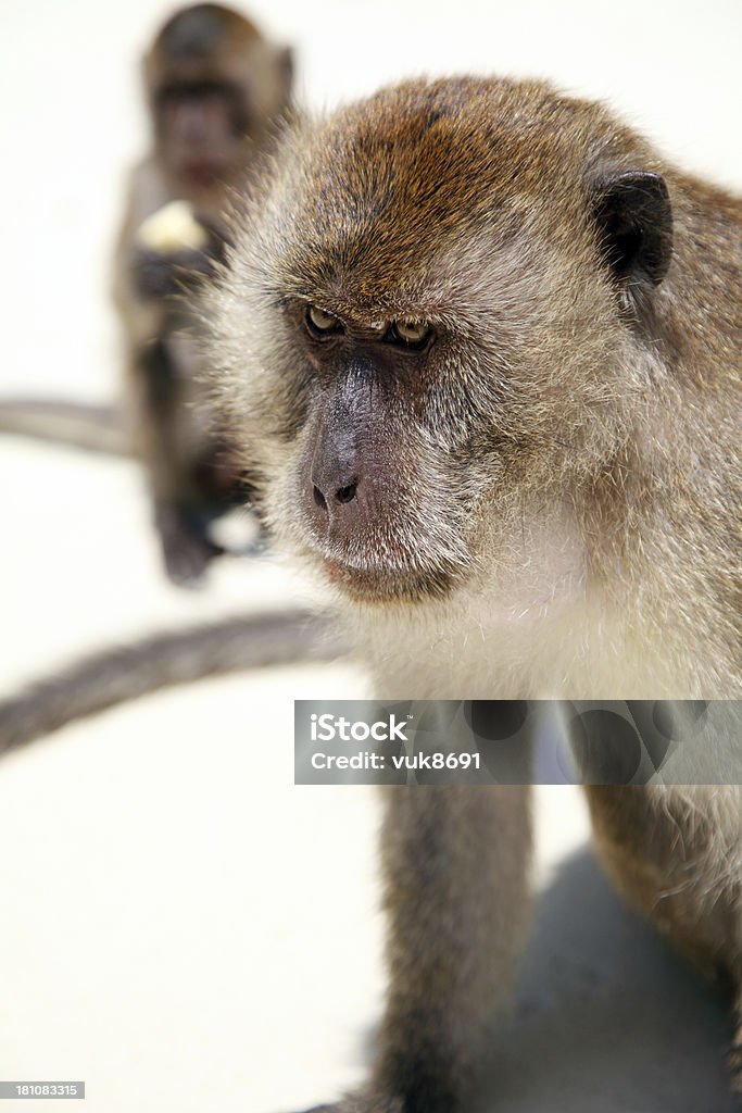 Macacos Macaques - Foto de stock de Alimentar royalty-free