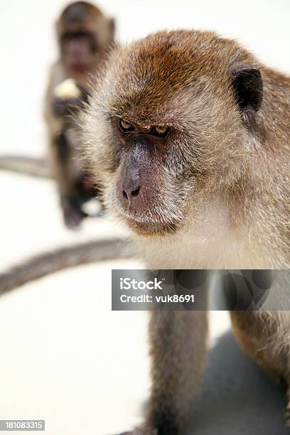 Foto de Macacos Macaques e mais fotos de stock de Alimentar - Alimentar, Amarelo, Animal