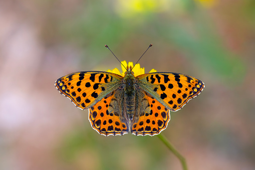 An Orange Butterfly Acraea terpsicore perched in branch of the tree