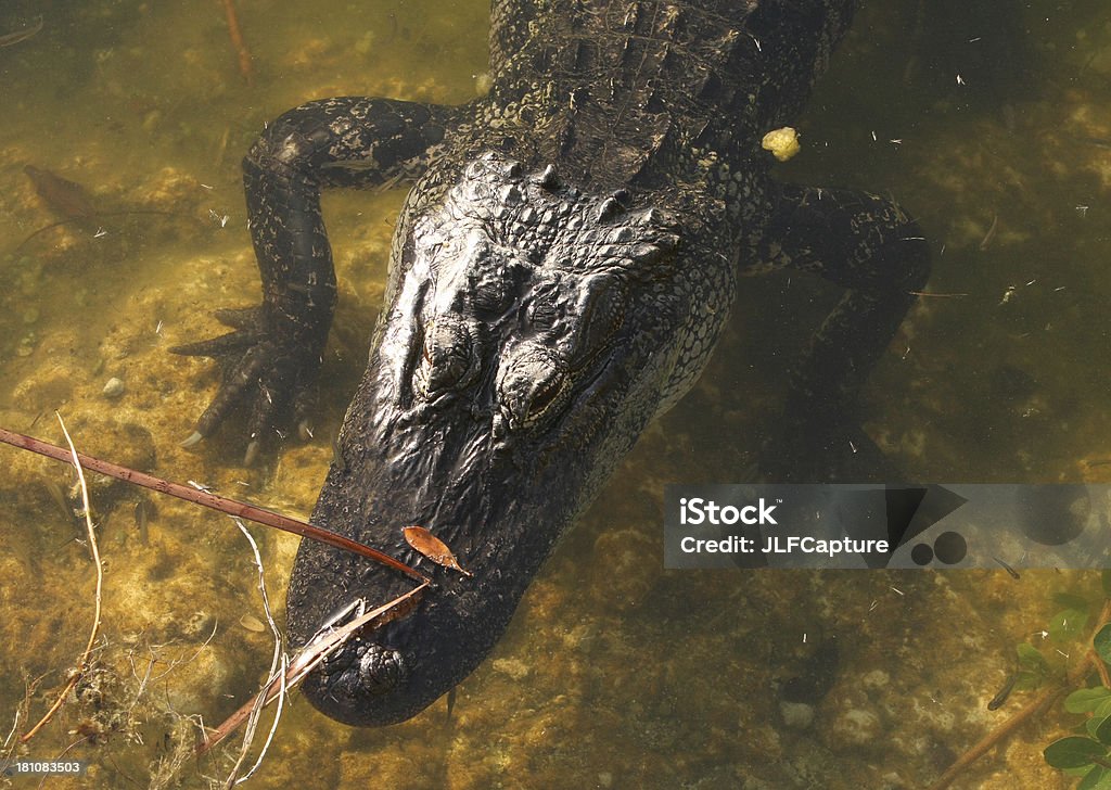 Krokodyl Słona woda - Zbiór zdjęć royalty-free (Fotografika)