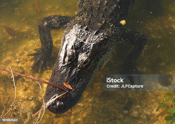 Foto de Crocodilos De Água Salgada e mais fotos de stock de Ameaças - Ameaças, Animal, Baía