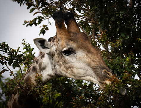 Giraffe grazing in the African bush.