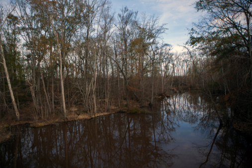 Looking down into the water at the edge of a shallow water body. Trees are reflected in the water. Somewhere down the tracks in between Macon and Warner Robins Georgia