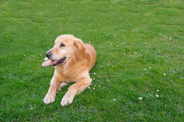 801 Long Hair Labrador Stock Photos, Pictures & Royalty-Free Images - iStock 801 Long Hair Labrador Stock Photos, Pictures & Royalty-Free Images - iStock