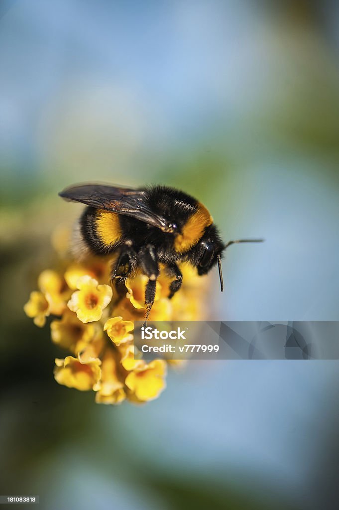 Mangangá - Foto de stock de Bombus terrestris royalty-free