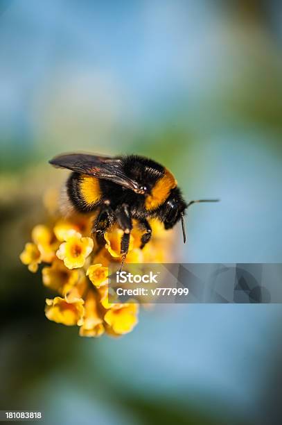 Foto de Mangangá e mais fotos de stock de Bombus terrestris - Bombus terrestris, Mangangá, Abelha