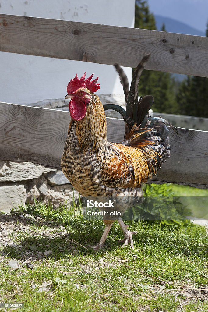 Colorful rooster Colorful rooster marching Agriculture Stock Photo
