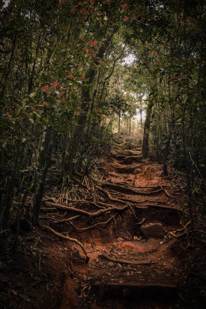 A Narrow Path through the Woods - Rio de Janeiro, Brazil