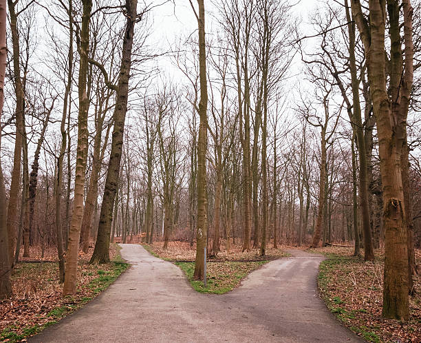 Crossroads in the forest.