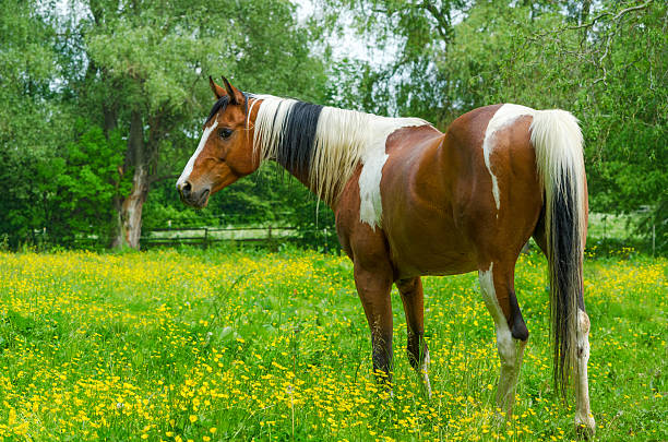 gelding of Pinto Arabian horse. Tobiano dabbled.