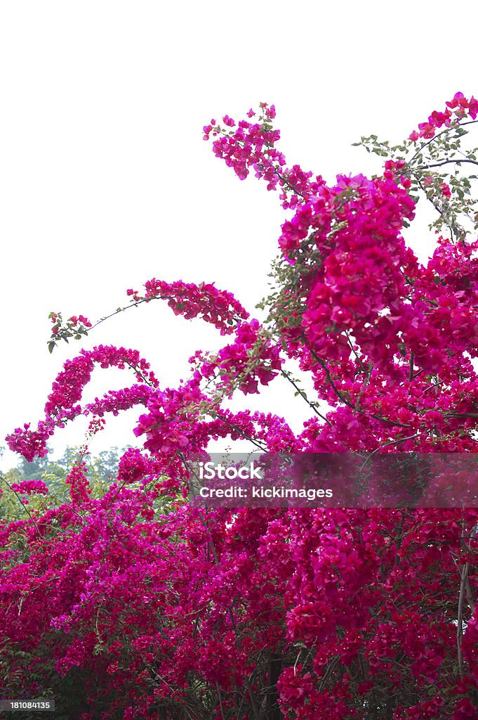 Bougainvillea - Lizenzfrei Ast - Pflanzenbestandteil Stock-Foto