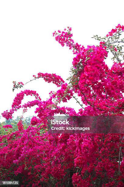 Bougainvillea Stockfoto und mehr Bilder von Ast - Pflanzenbestandteil - Ast - Pflanzenbestandteil, Baum, Baumblüte