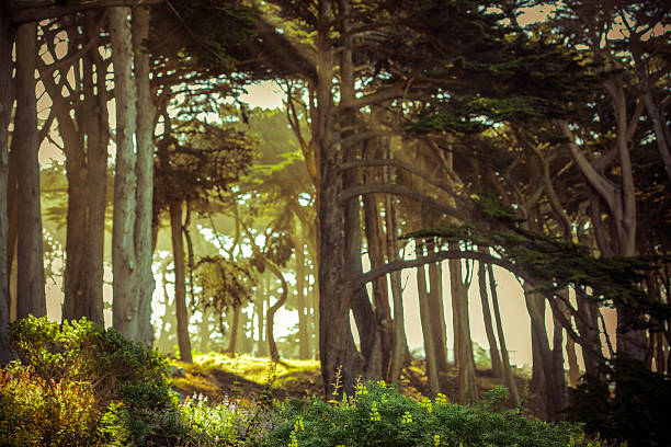 Lands End - Golden Gate National Recreation Area