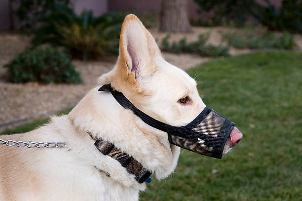 perro con inflamado - bozal fotografías e imágenes de stock