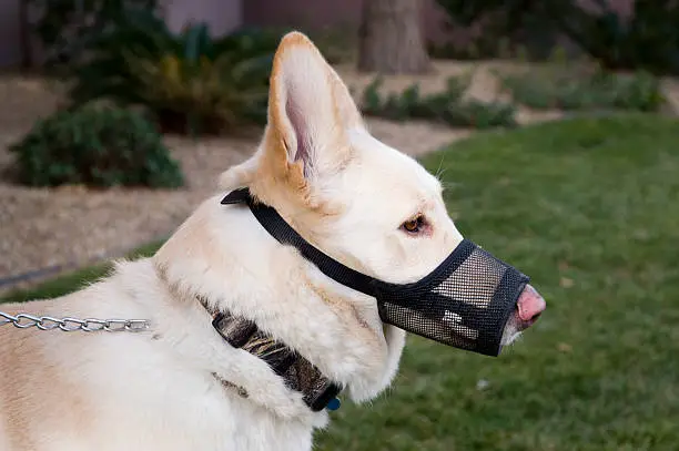 Close up image of a German Shepard equipped with a muzzle.